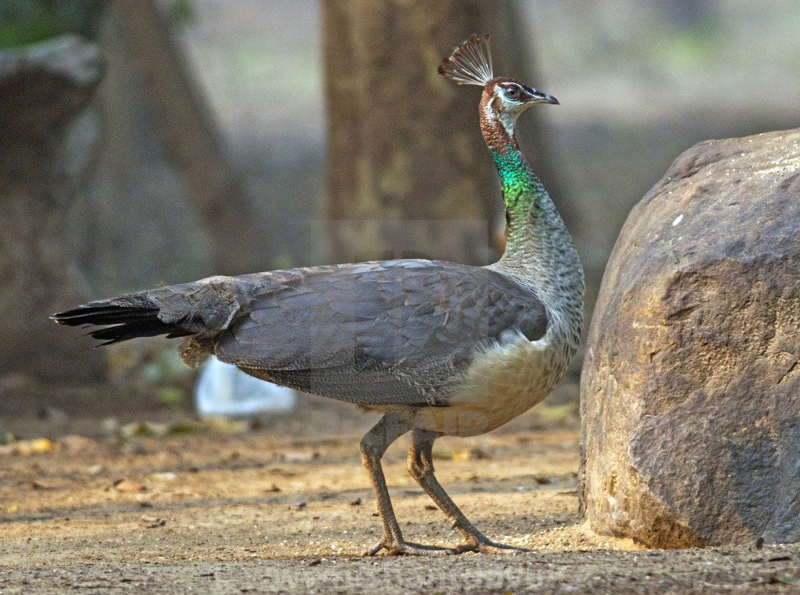 "The The Indian peafowl or blue peafowl (Pavo cristatus) (Female Peahen)" stock image