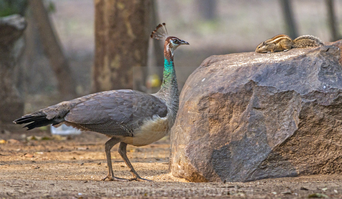 "The The Indian peafowl or blue peafowl (Pavo cristatus) (Female Peahen)" stock image