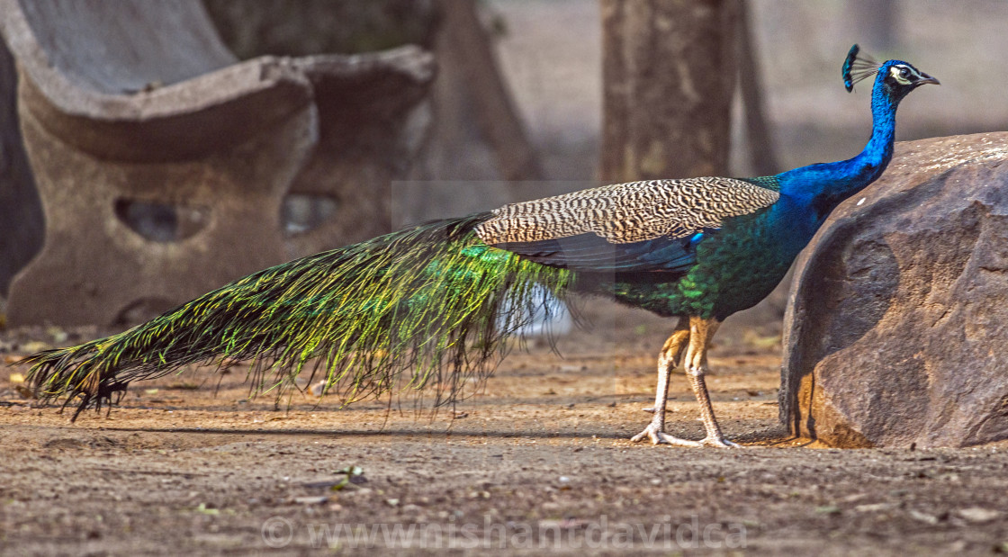 "The The Indian peafowl or blue peafowl (Pavo cristatus) (male Peafowl)" stock image