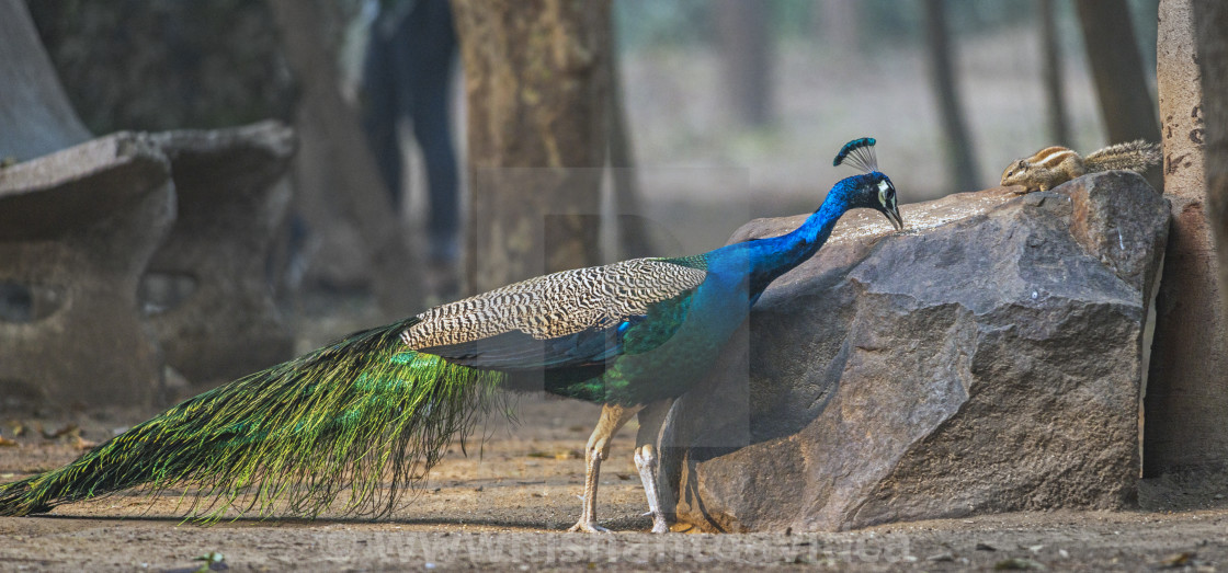 "The The Indian peafowl or blue peafowl (Pavo cristatus) (male Peafowl)" stock image