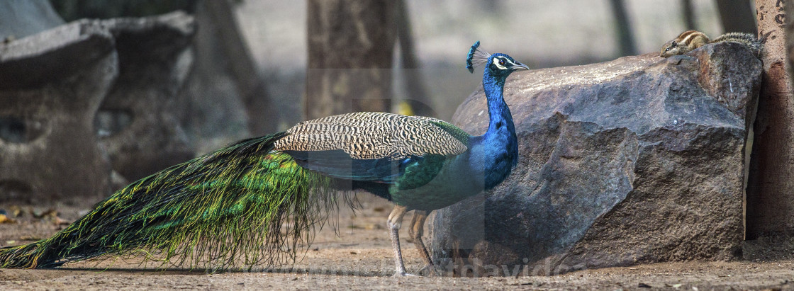 "The The Indian peafowl or blue peafowl (Pavo cristatus) (male Peafowl)" stock image