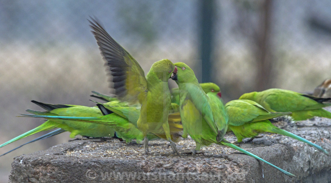 "The rose-ringed parakeet (Psittacula krameri) also known as the ring-necked parakeets" stock image