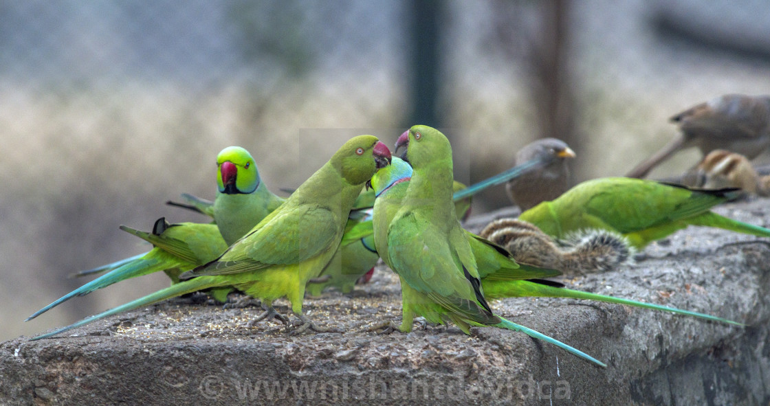 "The rose-ringed parakeet (Psittacula krameri) also known as the ring-necked parakeets" stock image