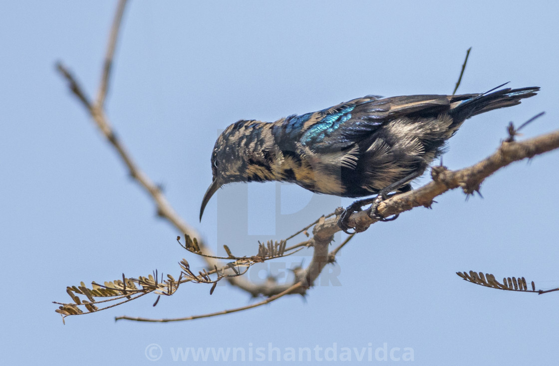 "The purple sunbird (Cinnyris asiaticus)" stock image