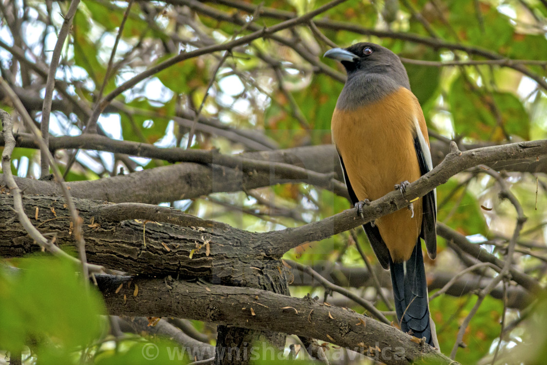 "The rufous treepie (Dendrocitta vagabunda)" stock image