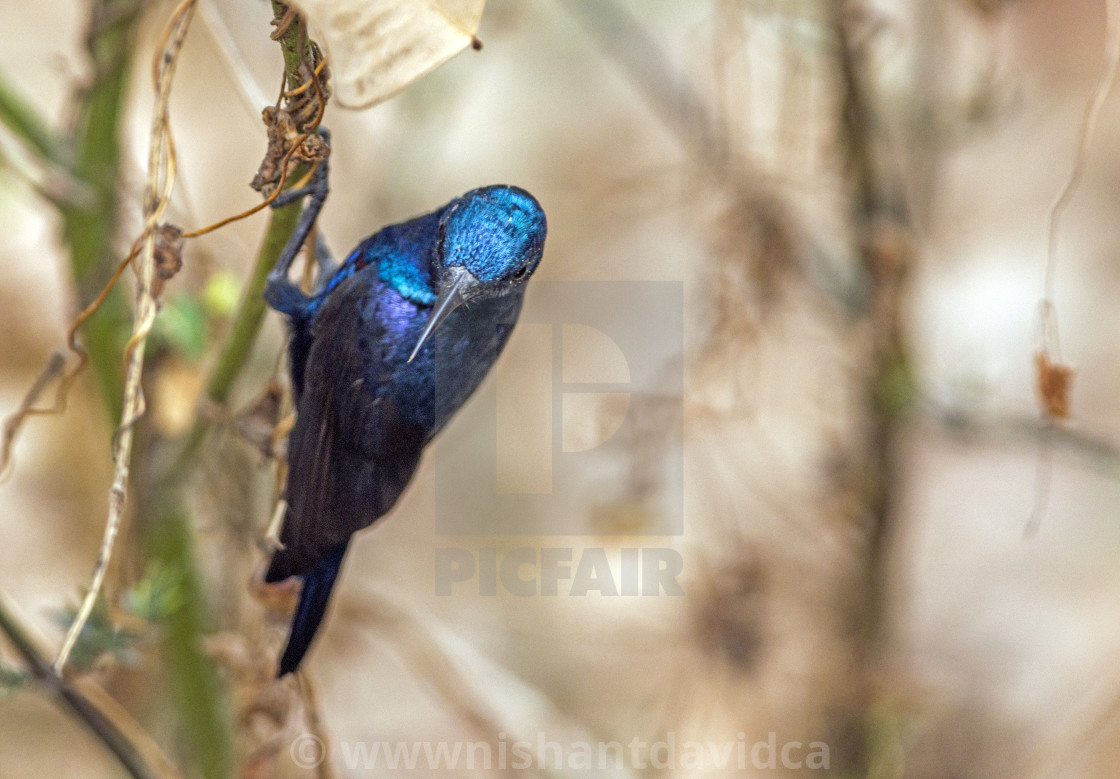 "The purple sunbird (Cinnyris asiaticus)" stock image