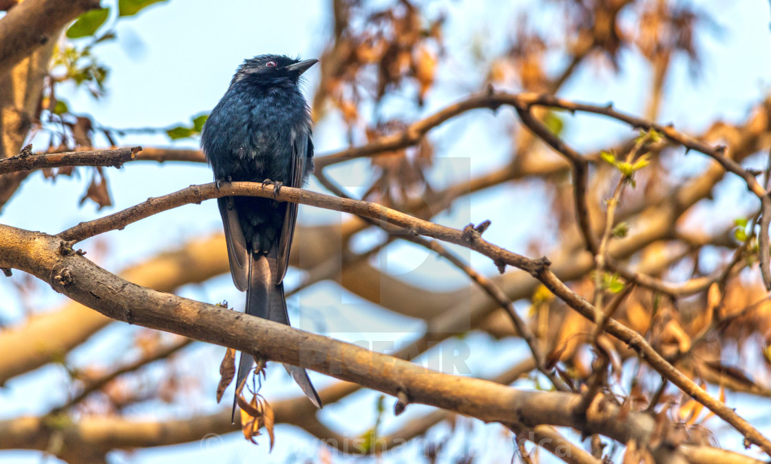 "The black drongo (Dicrurus macrocercus)" stock image