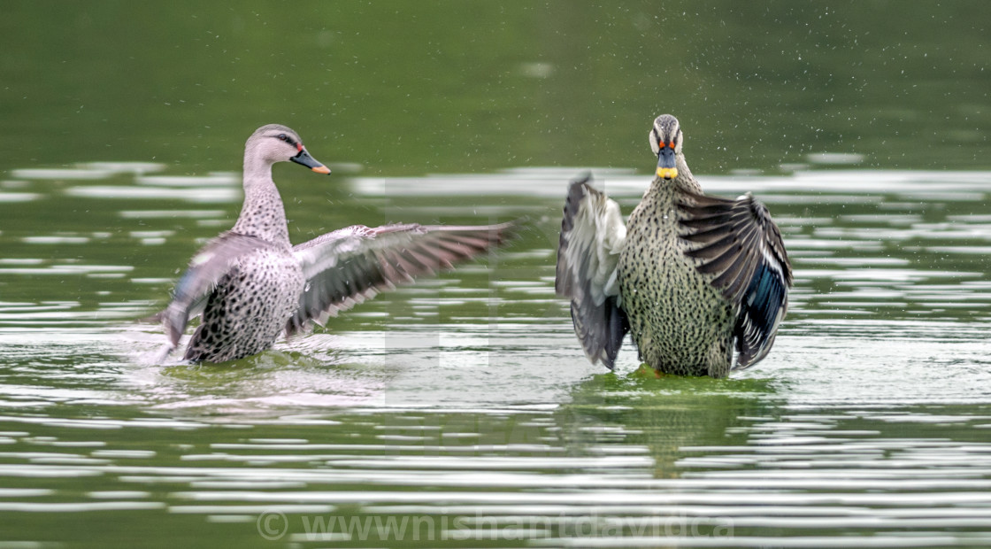 "The yellow-billed duck (Anas undulata)" stock image