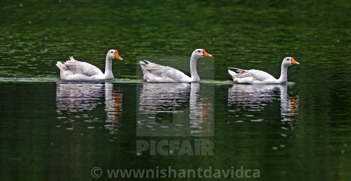 "The American Pekin Duck,(Anas platyrhynchos domestica)" stock image