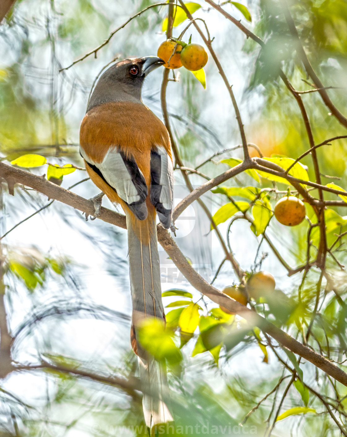 "The rufous treepie (Dendrocitta vagabunda)" stock image