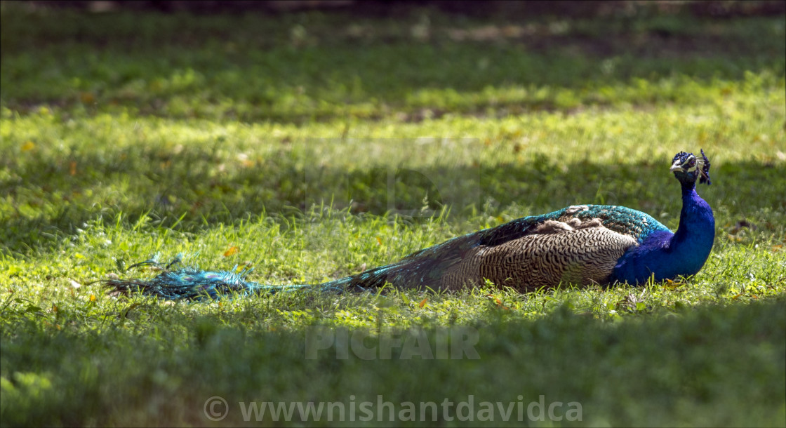 "The Indian peacock (Pavo cristatus)" stock image