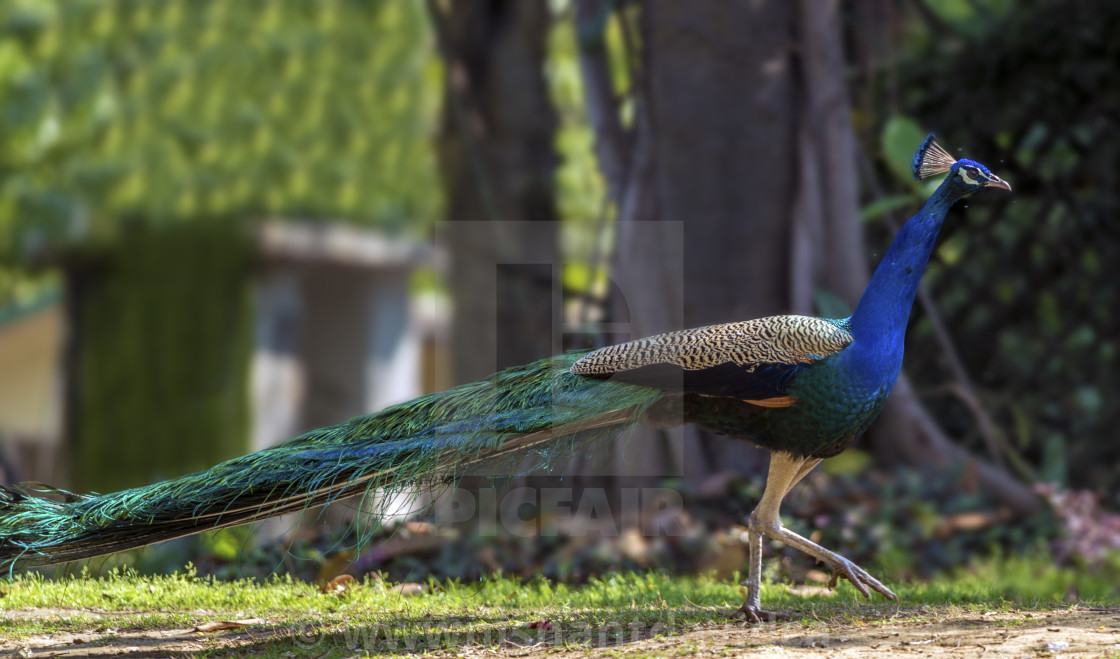 "The Indian peacock (Pavo cristatus)" stock image