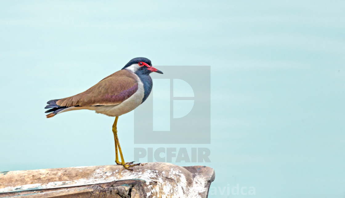 "The The red-wattled lapwing (Vanellus indicus)" stock image