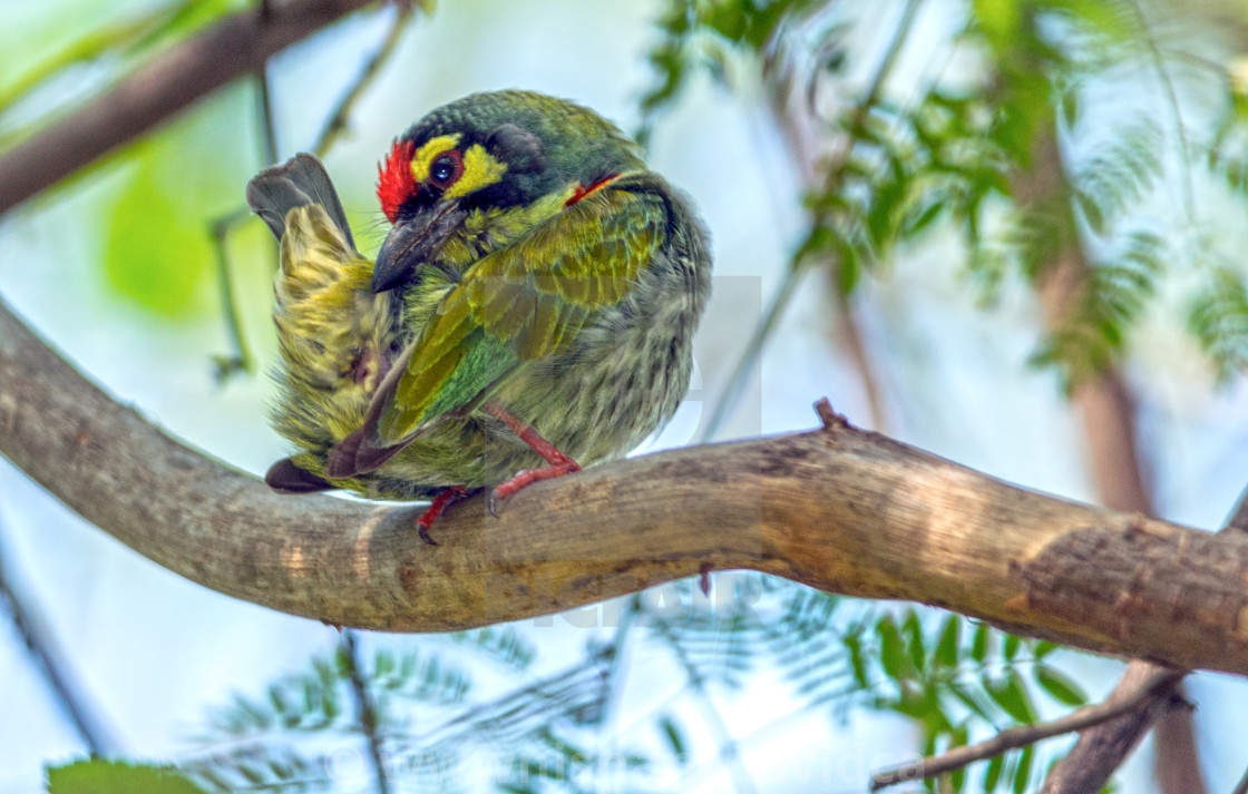 "The crimson-breasted barbet or coppersmith (Megalaima haemacephala)" stock image