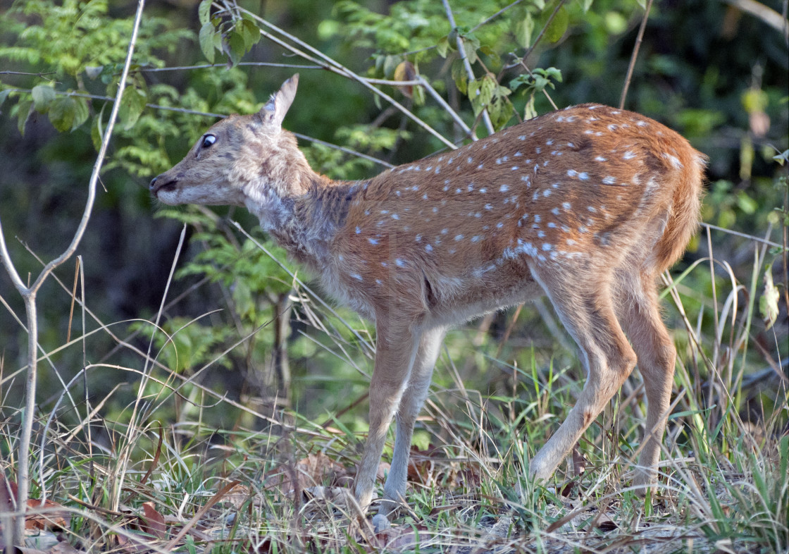 "The Chital deer, Spotted deer or Axis deer (Axis axis)" stock image