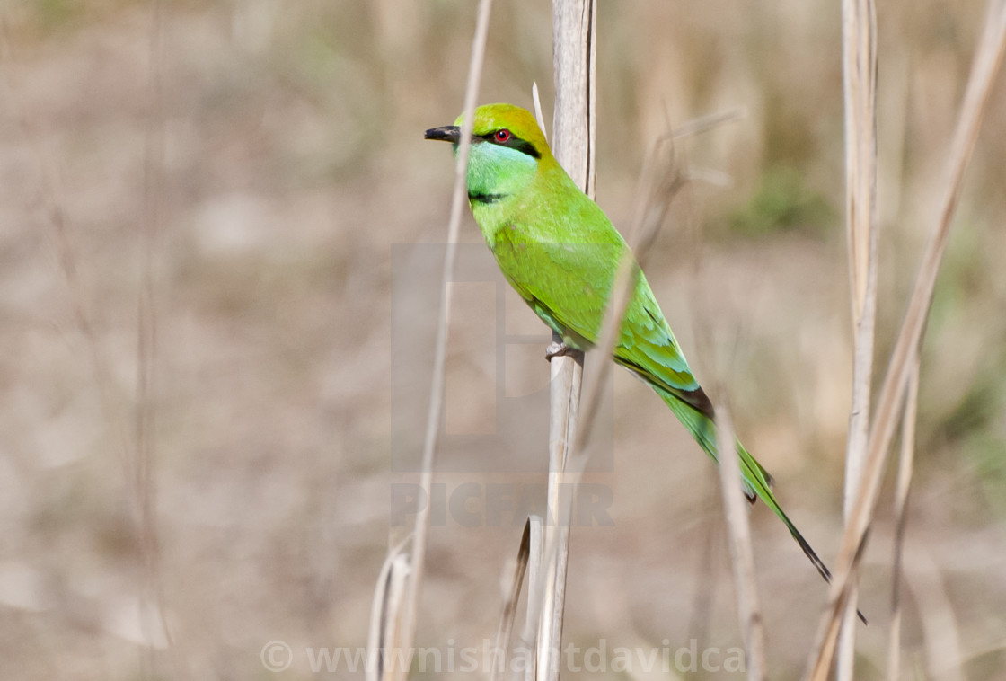 "The GREEN BEE EATER (Merops orientalis)" stock image