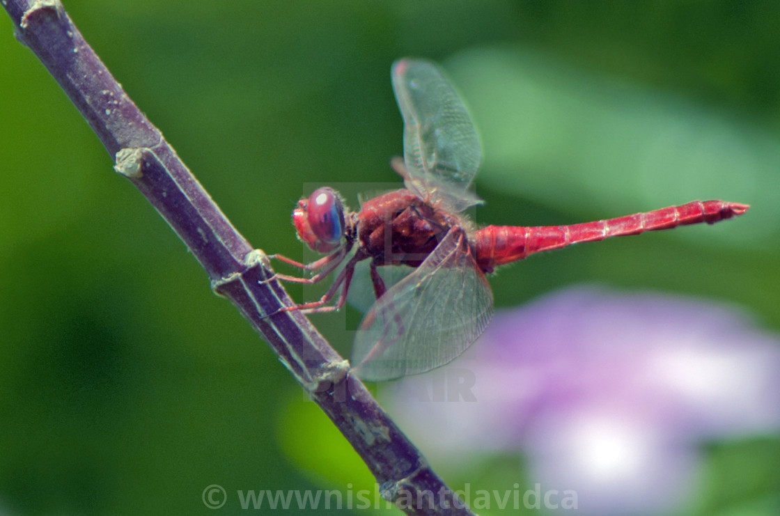 "The Red Dragon Fly" stock image