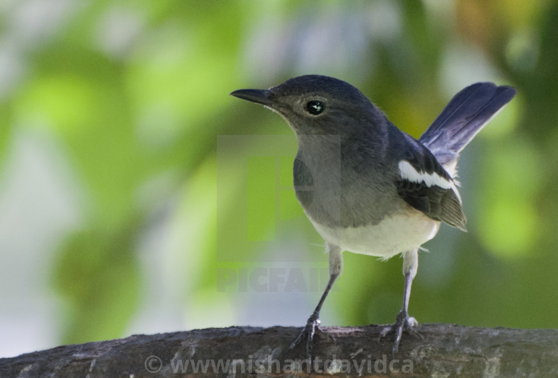 "The Magpie Robin or Doel bird (Copsychus saularis)." stock image