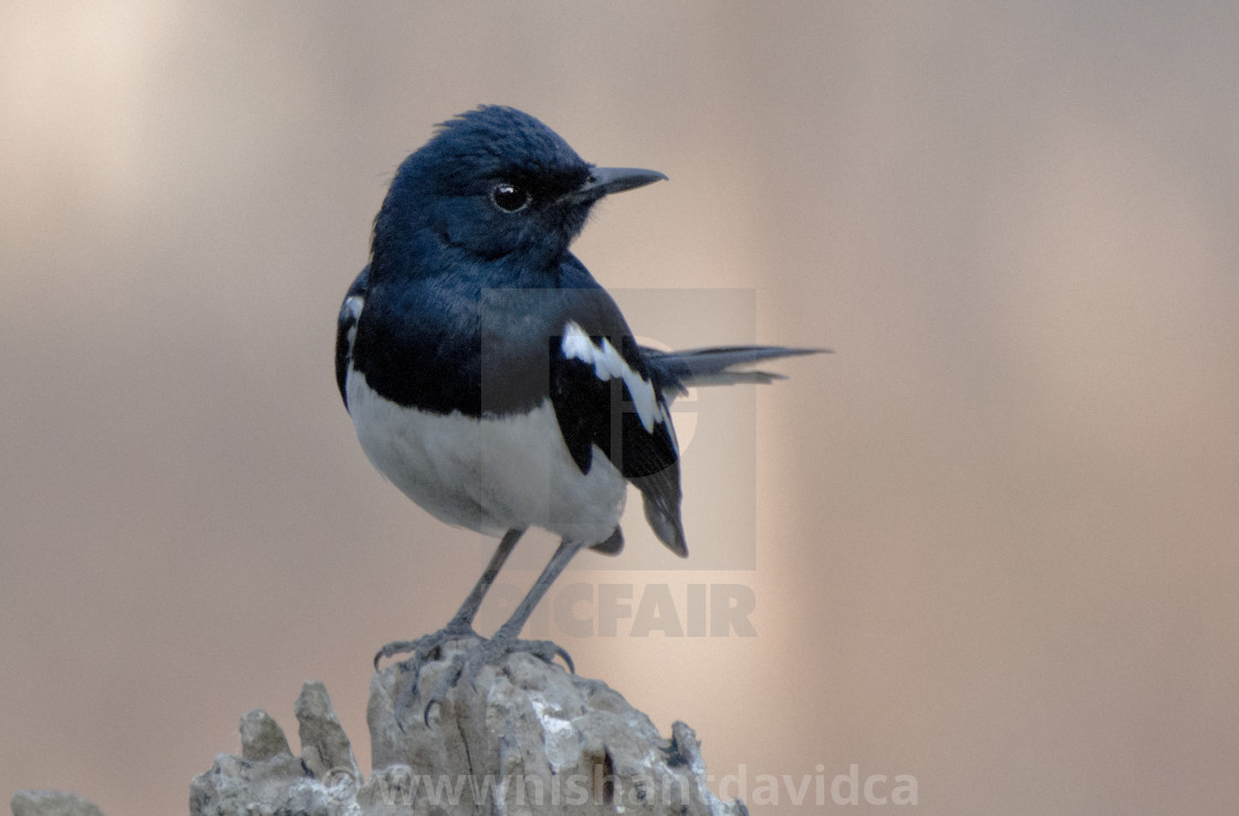 "The Magpie Robin or Doel bird (Copsychus saularis)." stock image