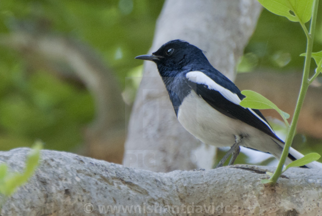 "The Magpie Robin or Doel bird (Copsychus saularis)." stock image