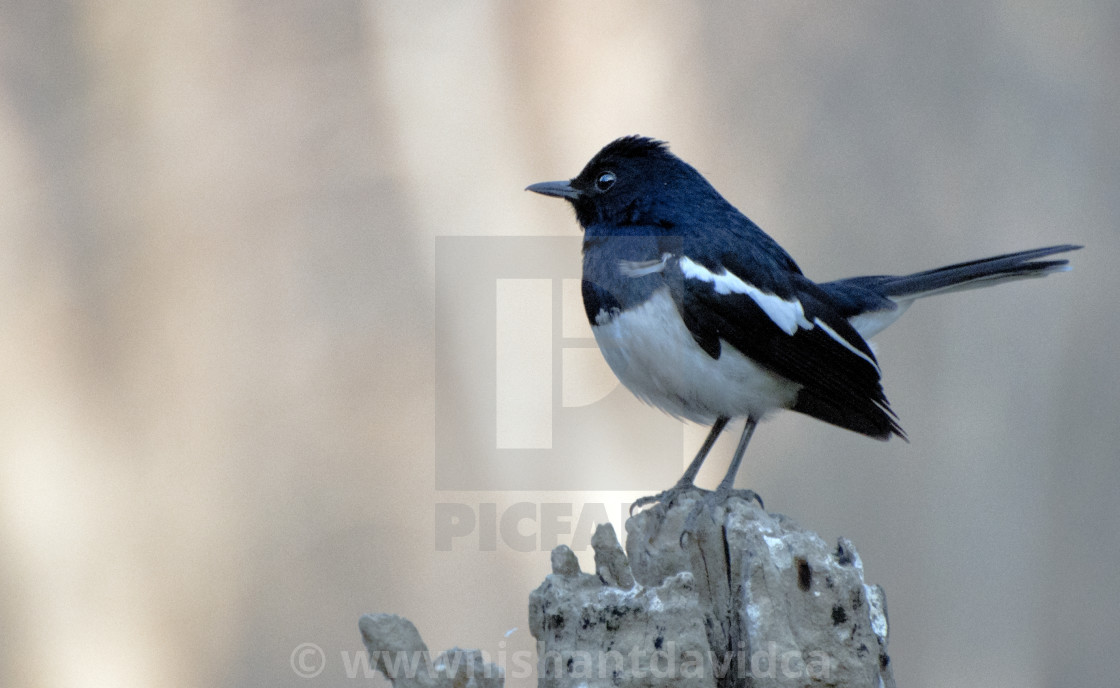 "The Magpie Robin or Doel bird (Copsychus saularis)." stock image