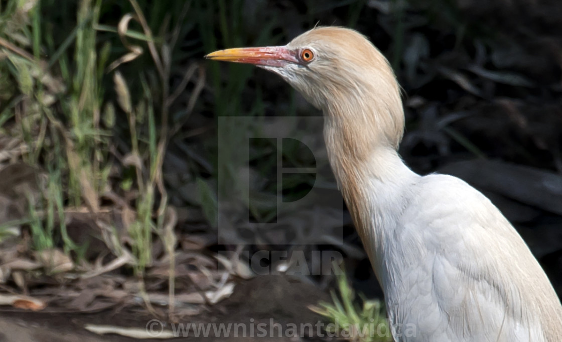 "The CATTLE EGRET (Bubulcus ibis)." stock image