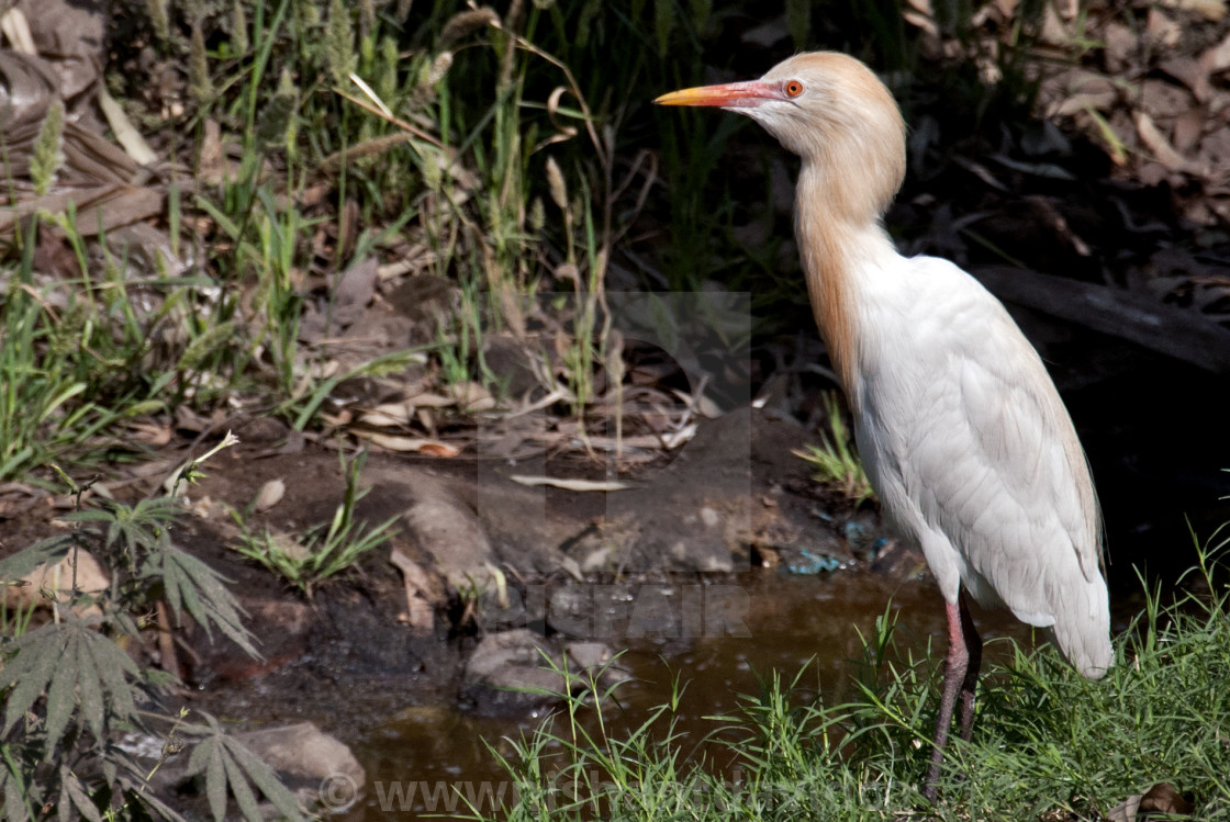 "The CATTLE EGRET (Bubulcus ibis)." stock image