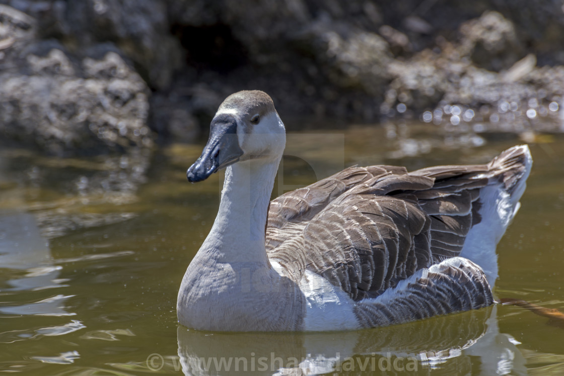 "Ducks at Bhulla Lake" stock image