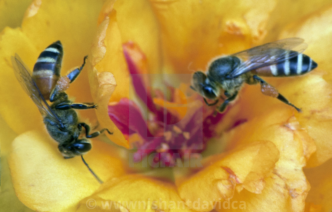 "Two Honey Bees Sharing Nectar" stock image