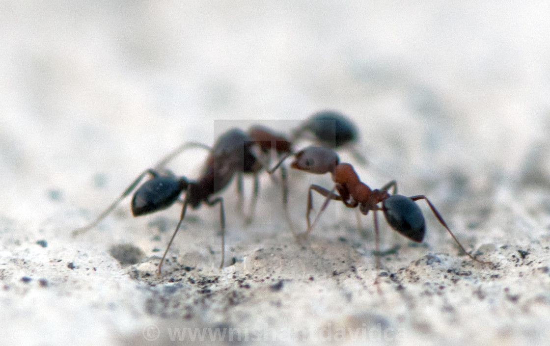 "The Peacemaker Ant" stock image