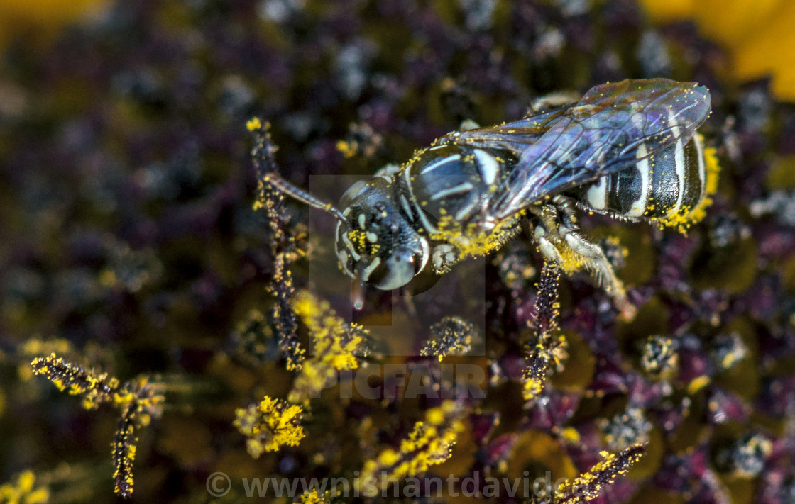 "The Honey Bee Covered in Pollen Grains." stock image