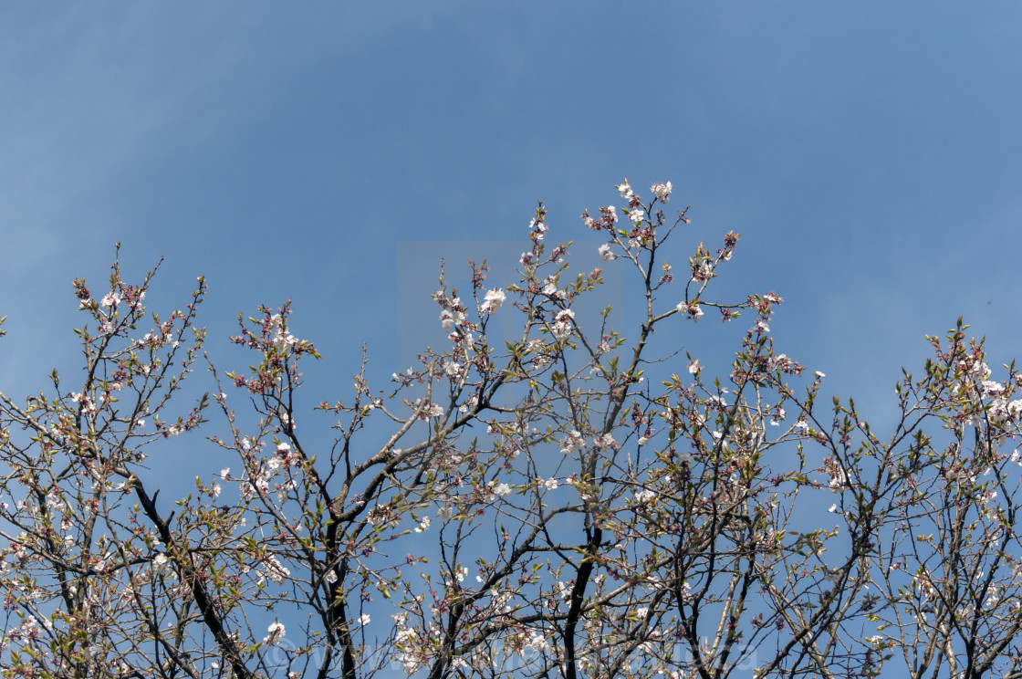 "Apple Blossoms against the Blue Sky" stock image