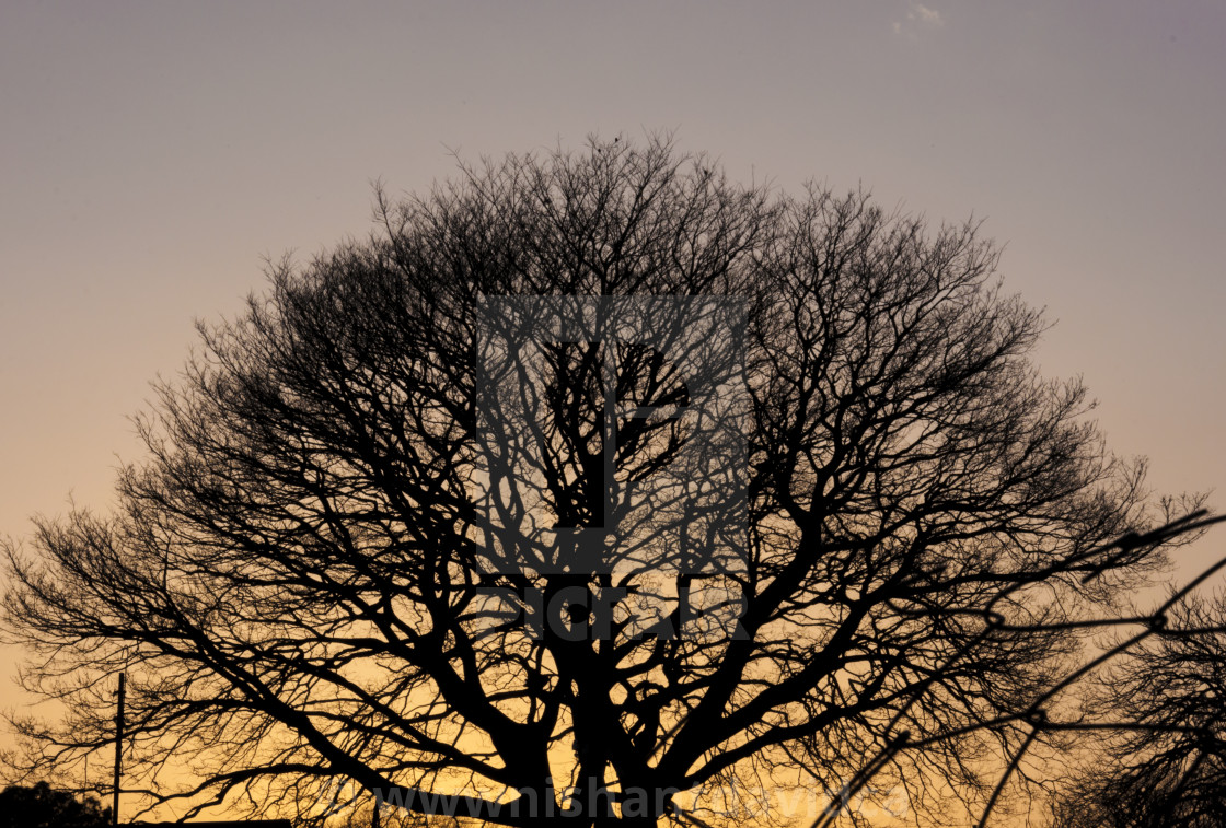 "A Tree Silhoette" stock image