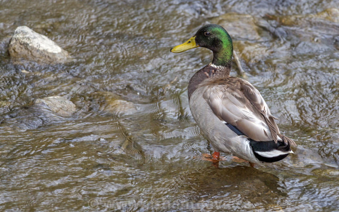 "The mallard (Anas fulvigula)" stock image