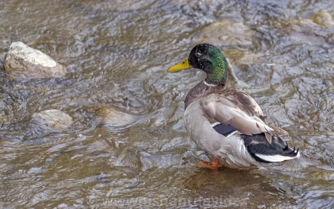 "The mallard (Anas fulvigula)" stock image