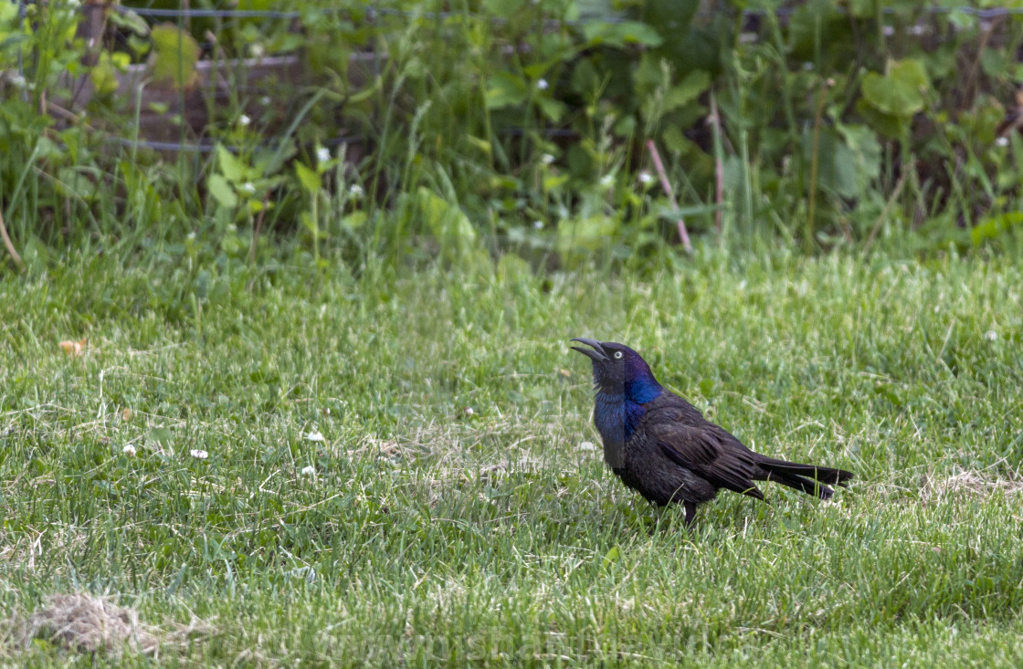 "The common grackle (Quiscalus quiscula)" stock image