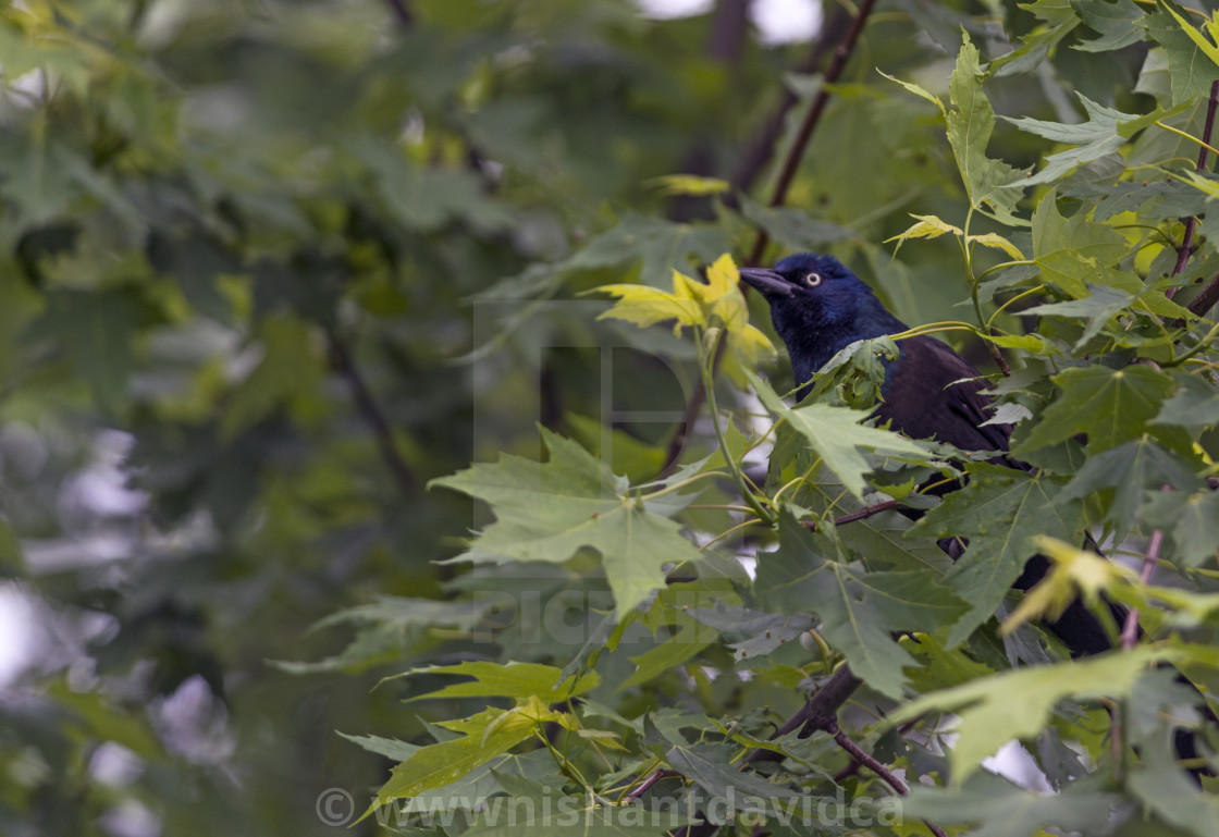 "The common grackle (Quiscalus quiscula)" stock image