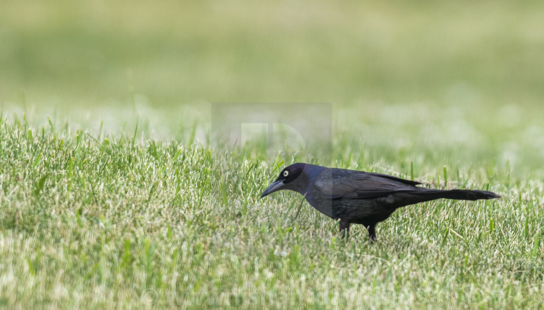 "The common grackle (Quiscalus quiscula)" stock image