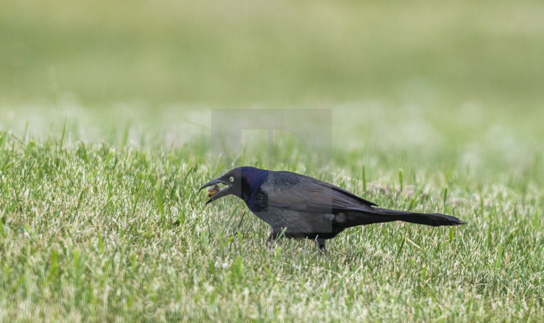 "The common grackle (Quiscalus quiscula)" stock image