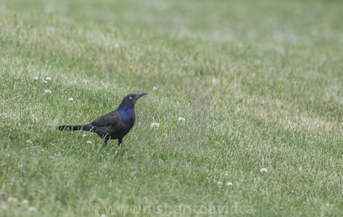 "The common grackle (Quiscalus quiscula)" stock image