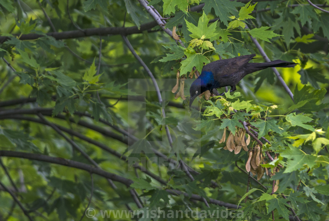 "The common grackle (Quiscalus quiscula)" stock image