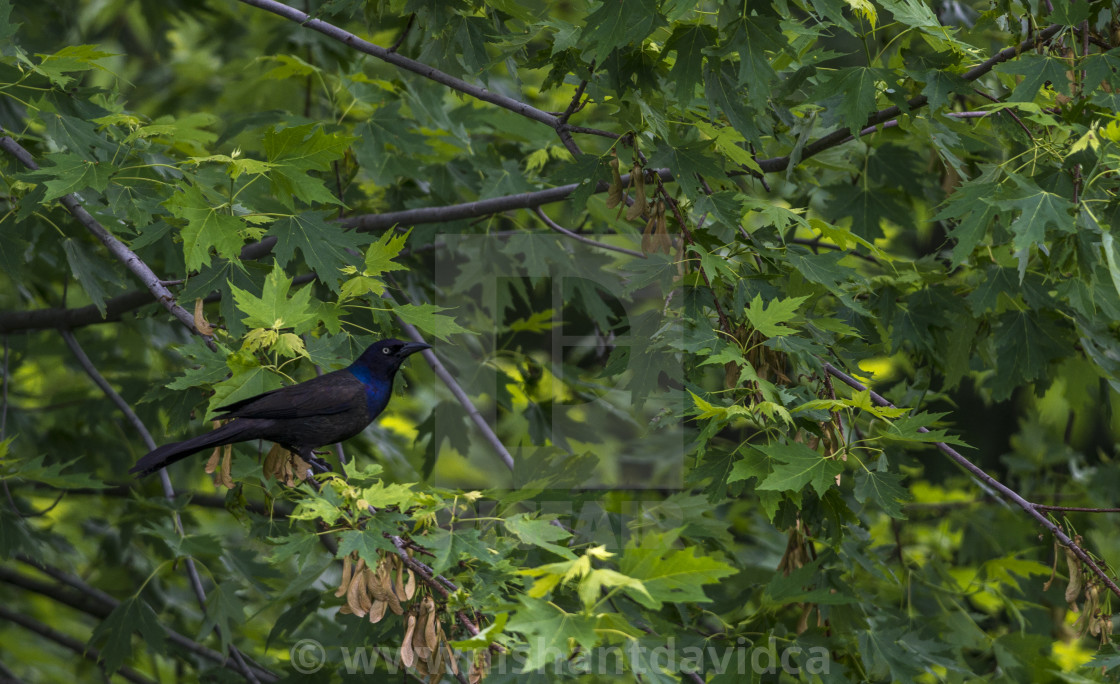 "The common grackle (Quiscalus quiscula)" stock image