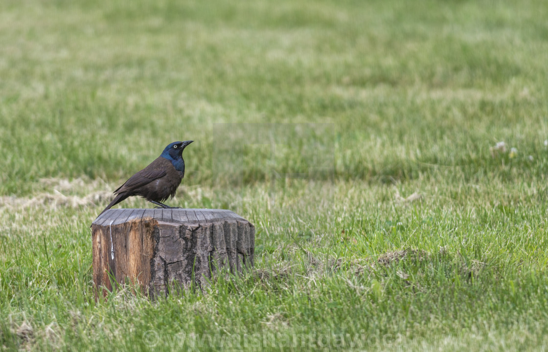 "The common grackle (Quiscalus quiscula)" stock image