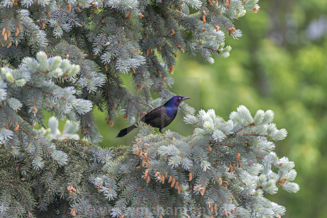 "The common grackle (Quiscalus quiscula)" stock image