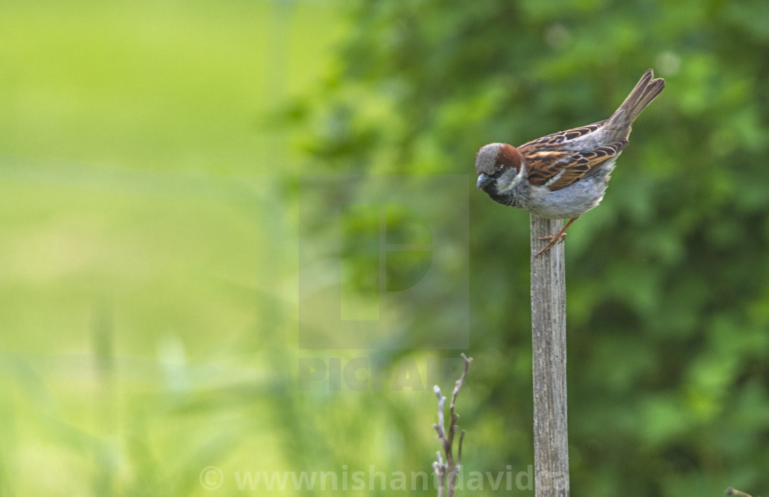 "The house sparrow (Passer domesticus)" stock image