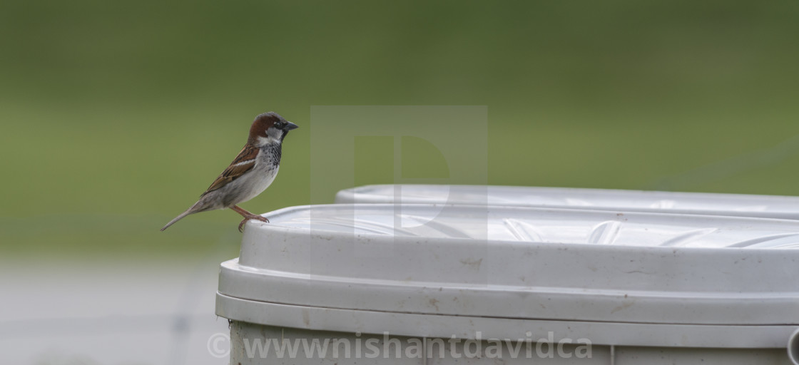 "The house sparrow (Passer domesticus)" stock image