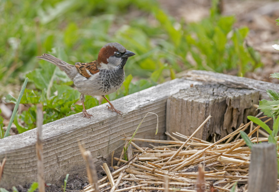 "The house sparrow (PasseThe house sparrow (Passer domesticus)r domesticus)" stock image