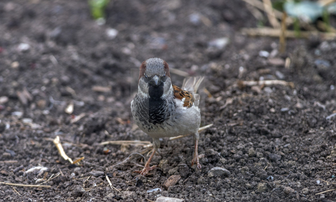 "The house sparrow (Passer domesticus)" stock image