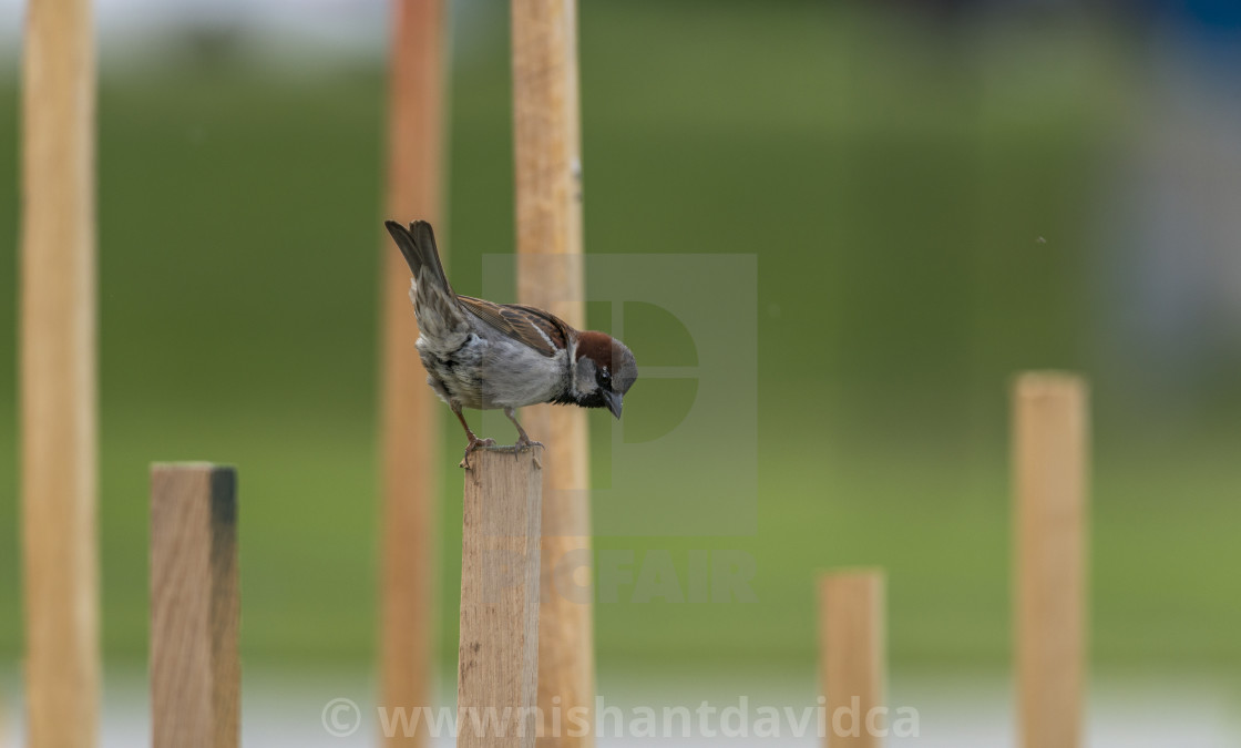 "The house sparrow (Passer domesticus)" stock image