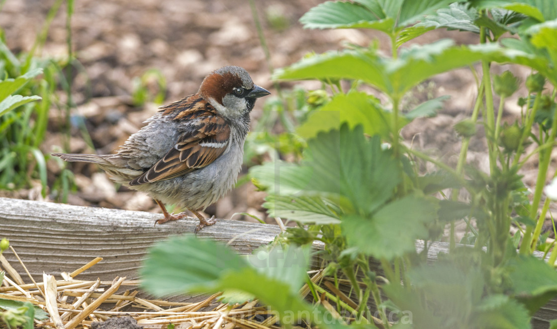 "The house sparrow (Passer domesticus)" stock image